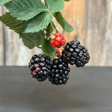 Load image into Gallery viewer, Blackberry Triple Crown