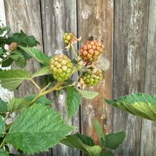 Load image into Gallery viewer, Blackberry Triple Crown