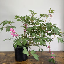 Load image into Gallery viewer, Bleeding Heart