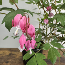Load image into Gallery viewer, Bleeding Heart