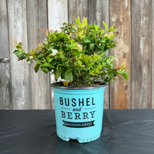 Load image into Gallery viewer, Blueberry Bushel and Berry Jelly Bean