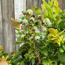 Load image into Gallery viewer, Blueberry Bushel and Berry Jelly Bean