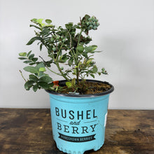 Load image into Gallery viewer, Blueberry Bushel and Berry Pink Icing