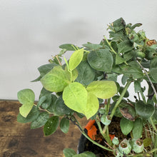 Load image into Gallery viewer, Blueberry Bushel and Berry Pink Icing