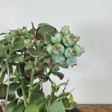 Load image into Gallery viewer, Blueberry Bushel and Berry Pink Icing