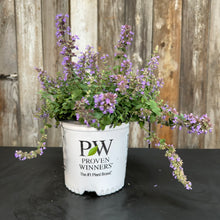 Load image into Gallery viewer, Catmint Cat's Pajamas