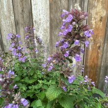 Load image into Gallery viewer, Catmint Cat's Pajamas