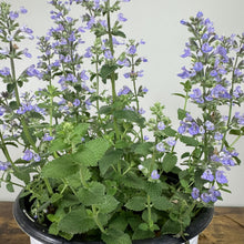 Load image into Gallery viewer, Catmint Cat's Pajamas