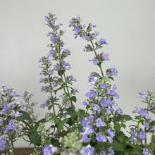 Load image into Gallery viewer, Catmint Cat's Pajamas