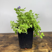 Load image into Gallery viewer, Catmint Chartreuse on the Loose