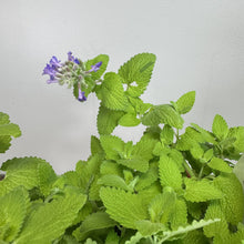 Load image into Gallery viewer, Catmint Chartreuse on the Loose