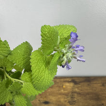 Load image into Gallery viewer, Catmint Chartreuse on the Loose