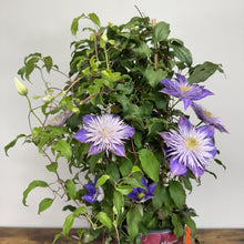 Load image into Gallery viewer, Clematis Regal Crystal Fountain