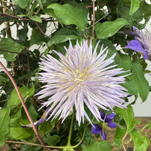 Load image into Gallery viewer, Clematis Regal Crystal Fountain