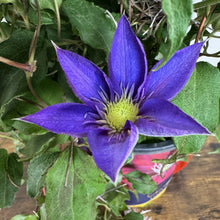 Load image into Gallery viewer, Clematis Regal Crystal Fountain