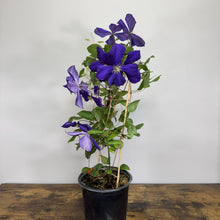 Load image into Gallery viewer, Clematis Jackmanii