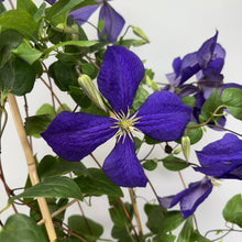 Load image into Gallery viewer, Clematis Jackmanii