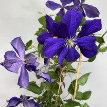 Load image into Gallery viewer, Clematis Jackmanii