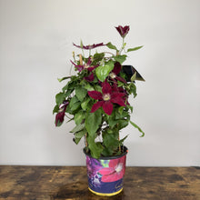 Load image into Gallery viewer, Clematis Rebecca