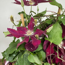 Load image into Gallery viewer, Clematis Rebecca