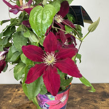 Load image into Gallery viewer, Clematis Rebecca