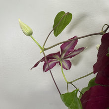 Load image into Gallery viewer, Clematis Rebecca