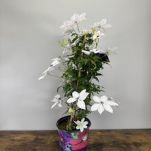 Load image into Gallery viewer, White flowering Clematis Garland Tsukiko climbing plant in decorative purple pot with support stake