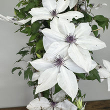 Load image into Gallery viewer, White clematis flowers with purple centers blooming on climbing vine with green foliage