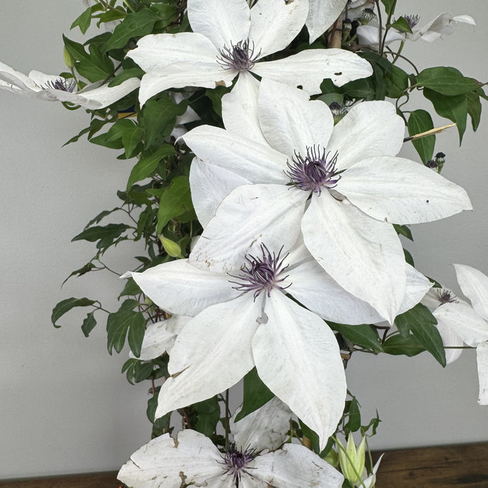 Clematis Garland Tsukiko - Elegant White Flowers – Wasson Nursery