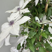 Load image into Gallery viewer, White clematis flowers with purple centers blooming on green vine with buds