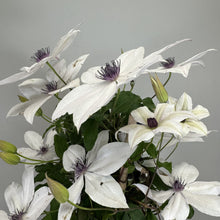 Load image into Gallery viewer, White Clematis Garland Tsukiko flowers with purple centers and green foliage in bloom