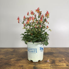 Load image into Gallery viewer, Columbine Little Lanterns perennial plant with pink and yellow flowers in white nursery pot