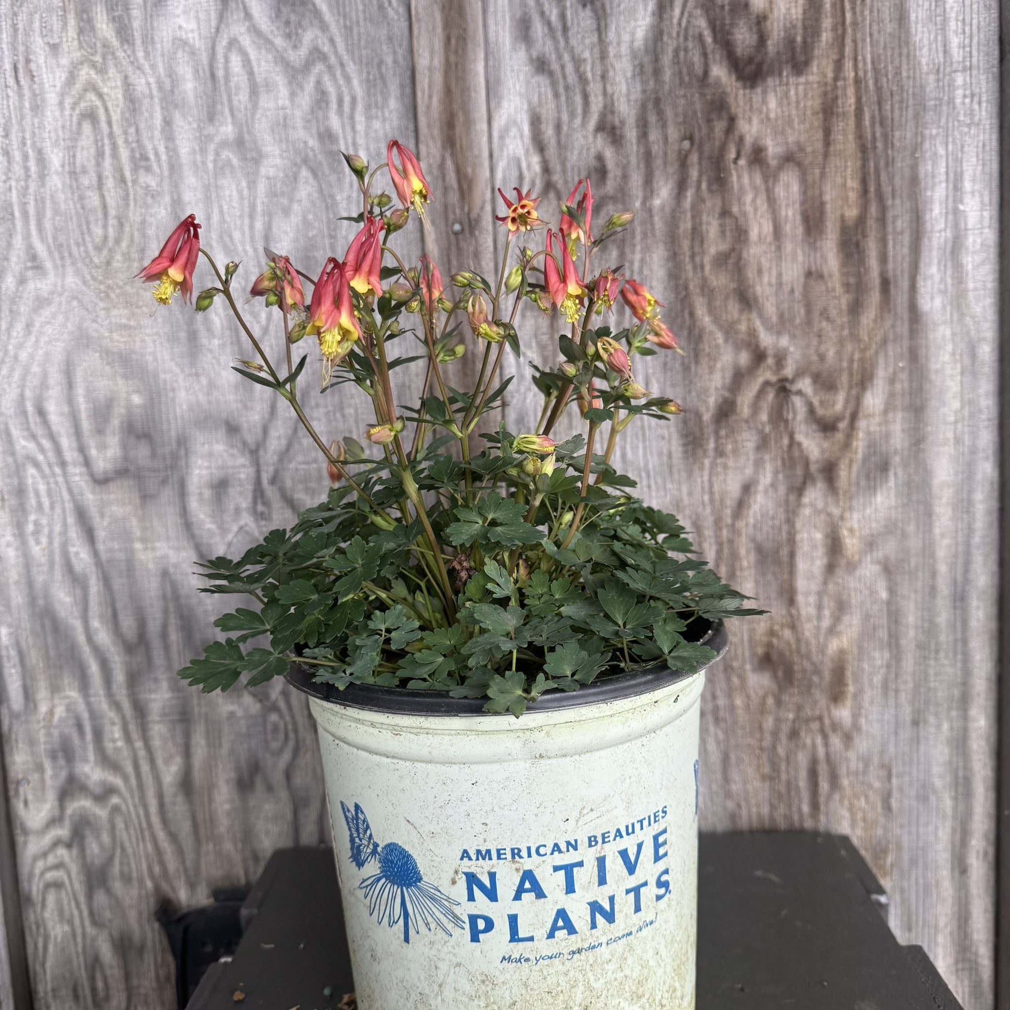 Load image into Gallery viewer, Columbine Little Lanterns perennial plant with pink drooping bell-shaped flowers in nursery container