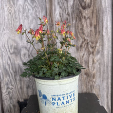 Load image into Gallery viewer, Columbine Little Lanterns perennial plant with pink drooping bell-shaped flowers in nursery container