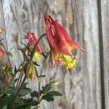 Load image into Gallery viewer, Red and yellow Columbine Little Lanterns flowers blooming with distinctive spurred petals and yellow stamens