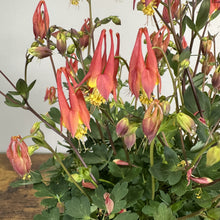 Load image into Gallery viewer, Columbine Little Lanterns perennial plant with coral-red and yellow nodding bell-shaped flowers