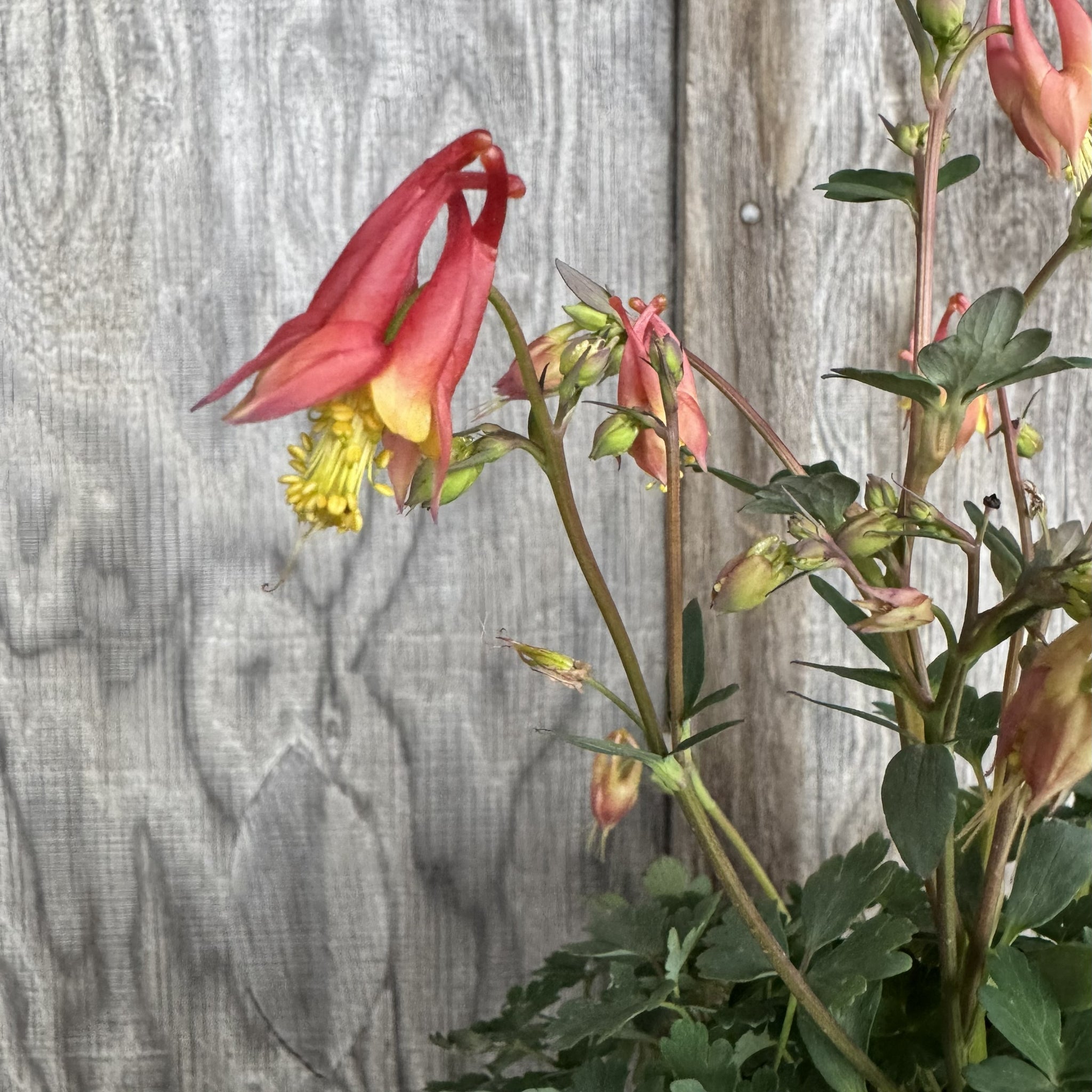 Load image into Gallery viewer, Columbine Little Lanterns perennial plant with coral-pink drooping flowers and yellow centers against wooden fence
