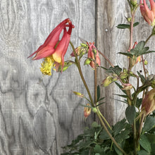 Load image into Gallery viewer, Columbine Little Lanterns perennial plant with coral-pink drooping flowers and yellow centers against wooden fence