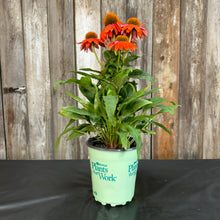 Load image into Gallery viewer, Coneflower Artisan Red Ombre