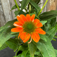 Load image into Gallery viewer, Coneflower Artisan Red Ombre