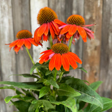 Load image into Gallery viewer, Coneflower Artisan Red Ombre
