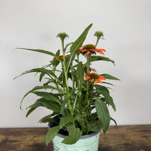 Load image into Gallery viewer, Coneflower Artisan Soft Orange