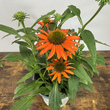 Load image into Gallery viewer, Coneflower Artisan Soft Orange
