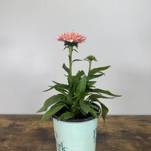 Load image into Gallery viewer, Coneflower Sunseekers Salmon plant in pot with pink bloom and green foliage