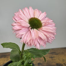 Load image into Gallery viewer, Pink salmon-colored coneflower bloom with green center and serrated petals in black pot