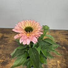 Load image into Gallery viewer, Potted Coneflower Sunseekers Salmon with coral-pink petals and green center in nursery container