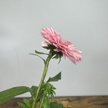 Load image into Gallery viewer, Pink salmon-colored Coneflower Sunseekers with spiky petals and green foliage on wooden surface