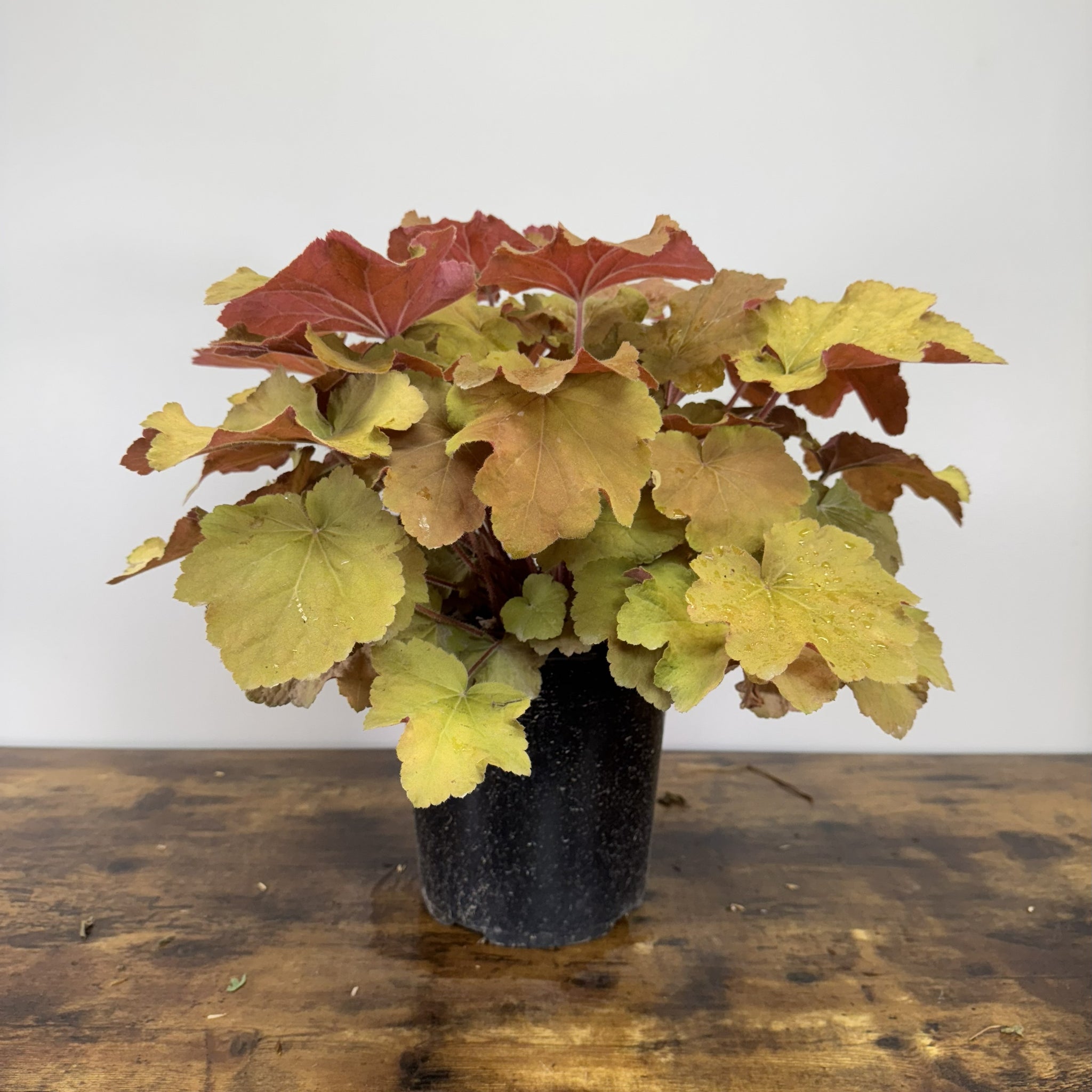 Load image into Gallery viewer, Coral Bells Caramel perennial plant with colorful foliage in black nursery pot