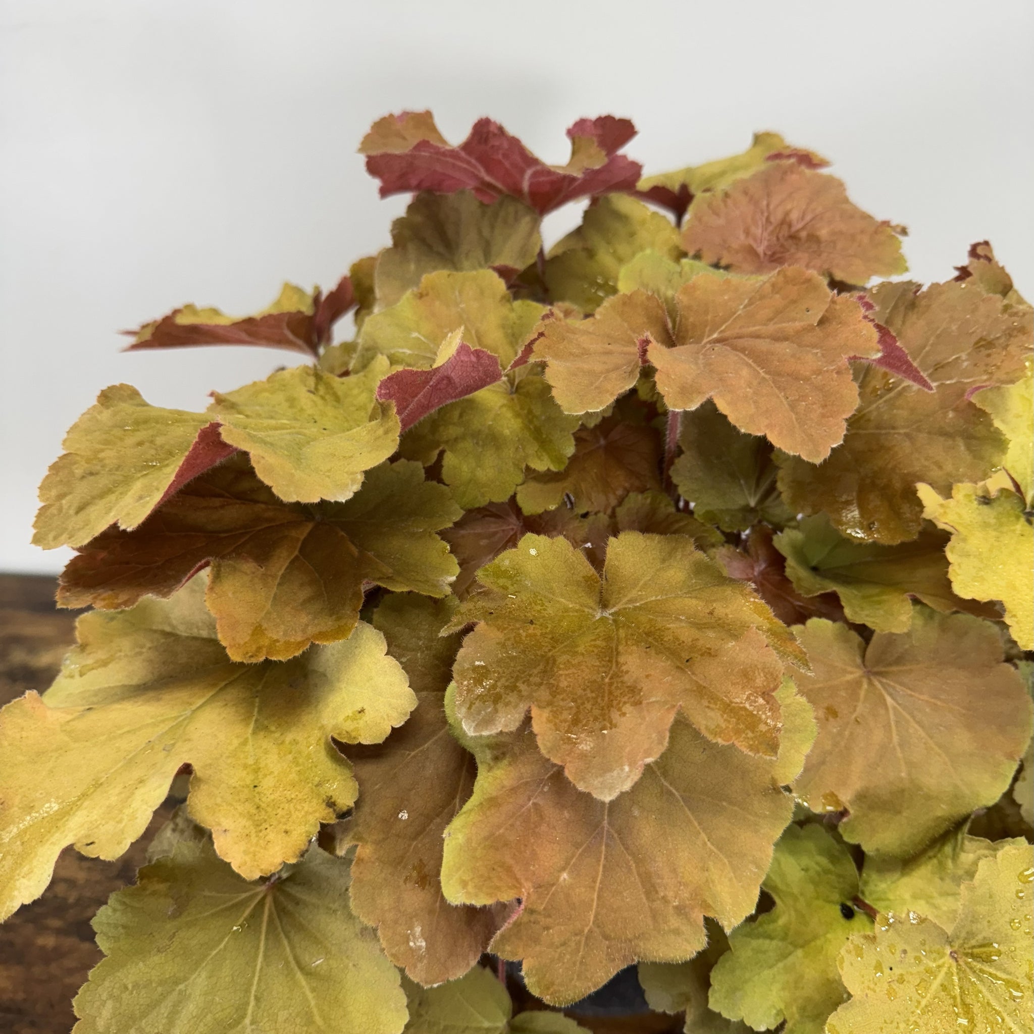 Load image into Gallery viewer, Coral Bells Caramel perennial plant with colorful foliage in yellow, orange, and burgundy tones