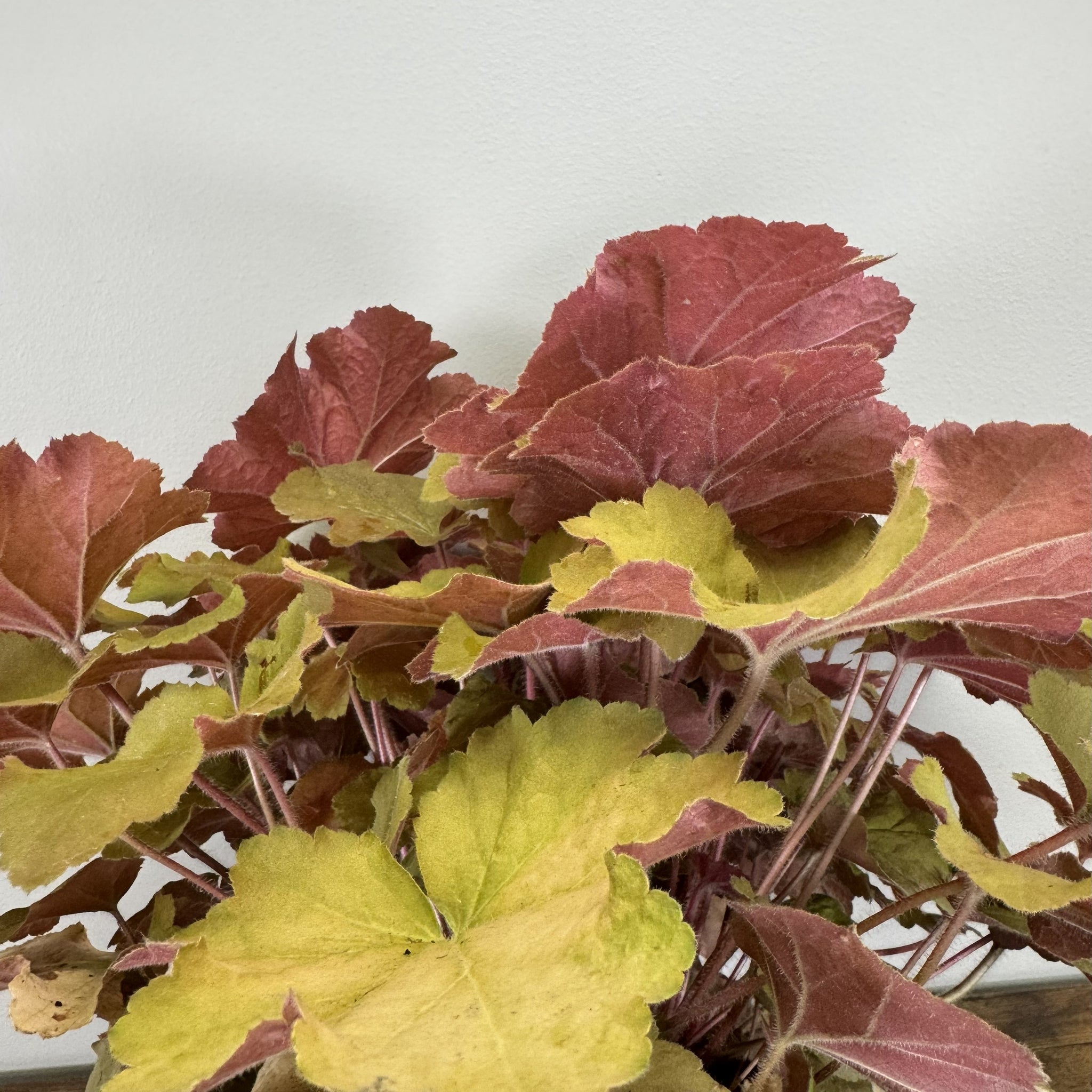Load image into Gallery viewer, Coral Bells Caramel perennial plant with colorful ruffled leaves in burgundy, green and yellow tones